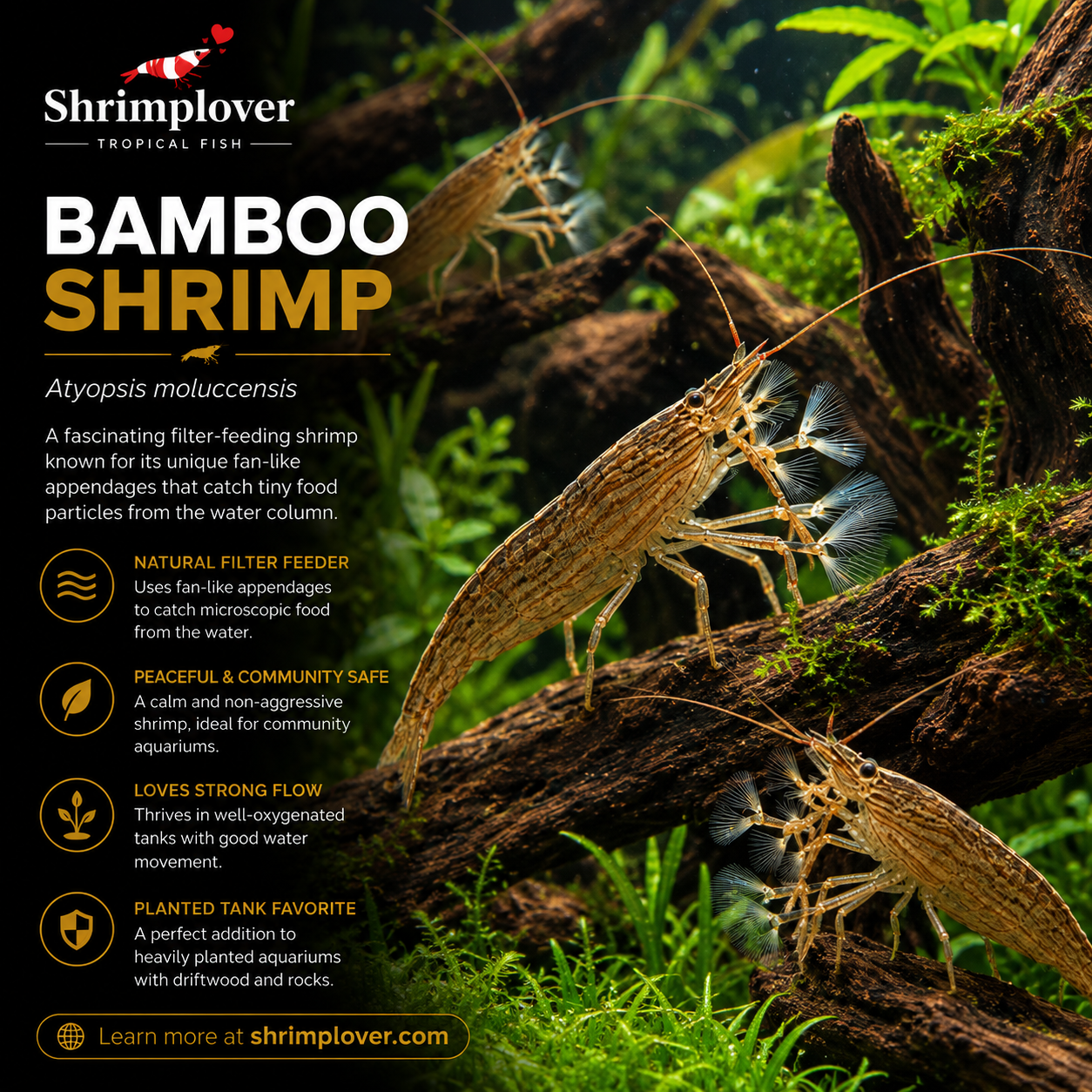 Bamboo Shrimp / Rock shrimp