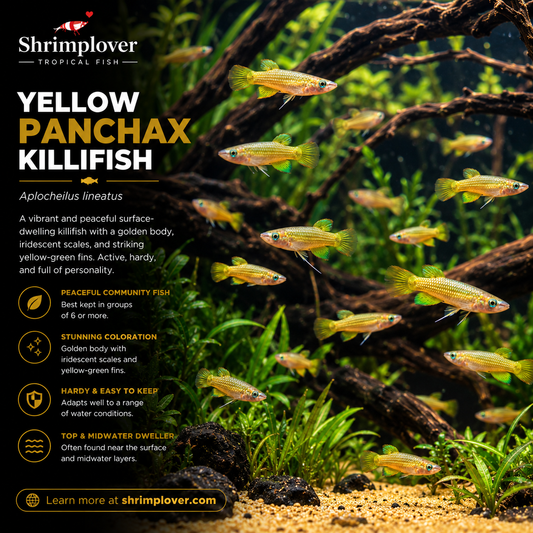 Yellow Panchax killifish