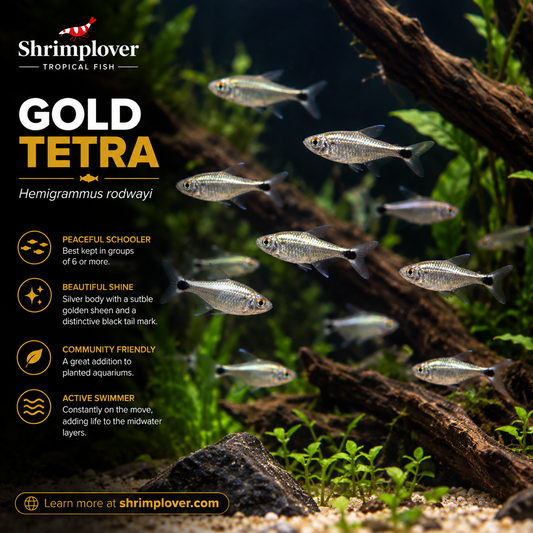 Gold Tetra (Wild)