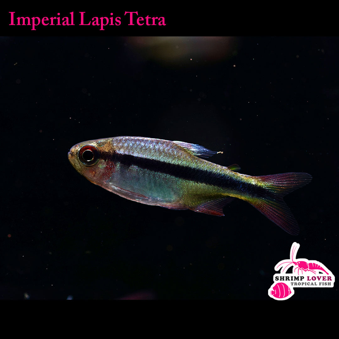 Imperial Lapis Tetra