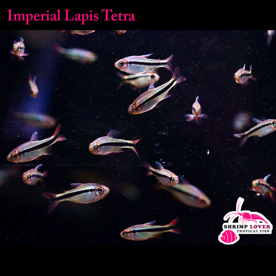 Imperial Lapis Tetra