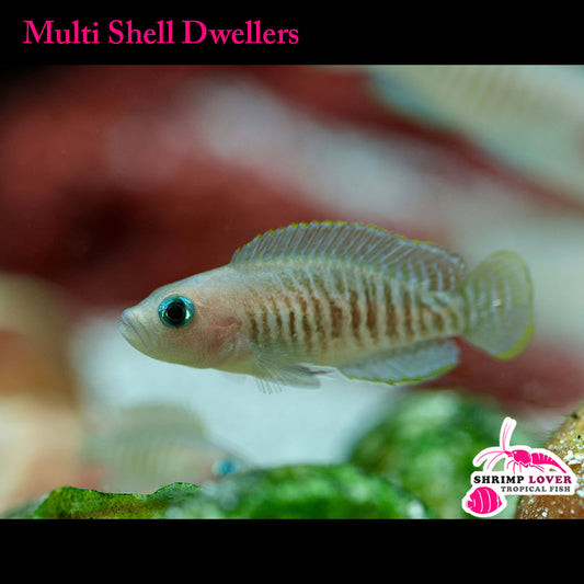 Multi Shell Dwellers (Neolamprologus Multifasciatus)
