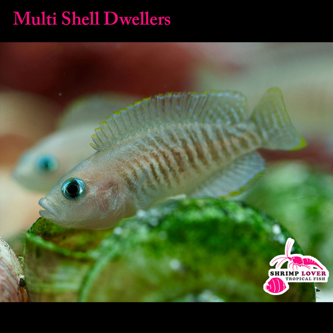 Multi Shell Dwellers (Neolamprologus Multifasciatus)