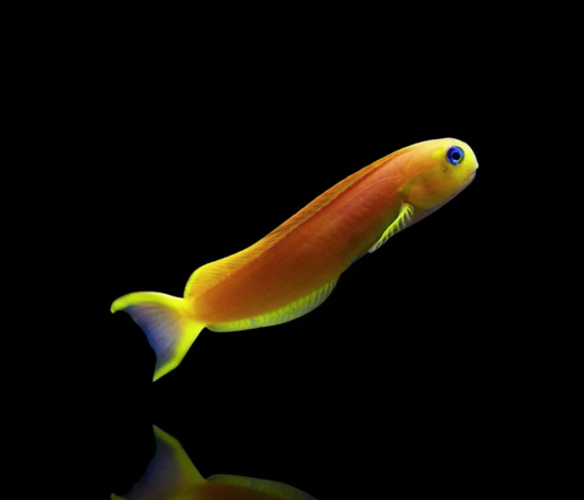 Yellow Midas Blenny- medium ( Pre-Order Only)