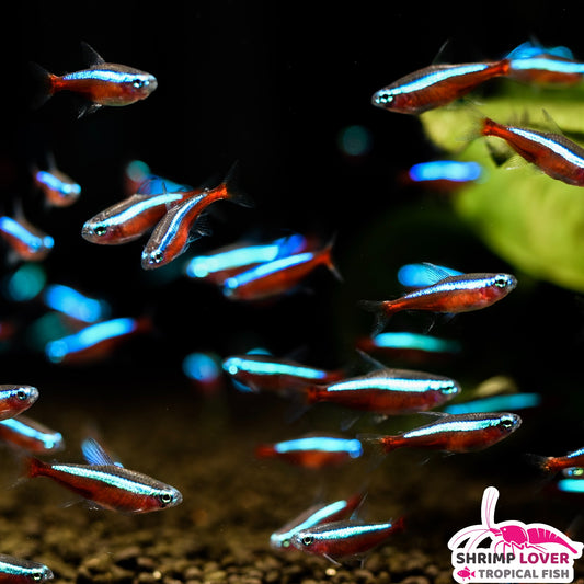 Cardinal Tetra Large