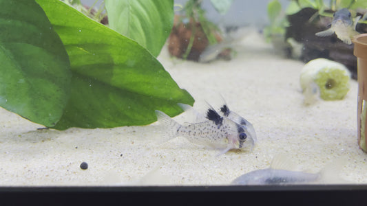 Agassizii Cory