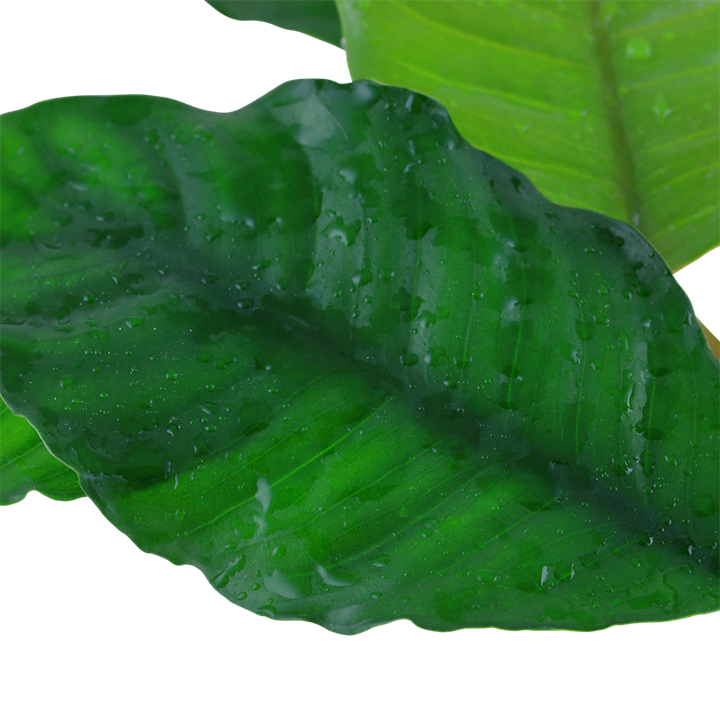 Anubias barteri 'Coffeifolia'