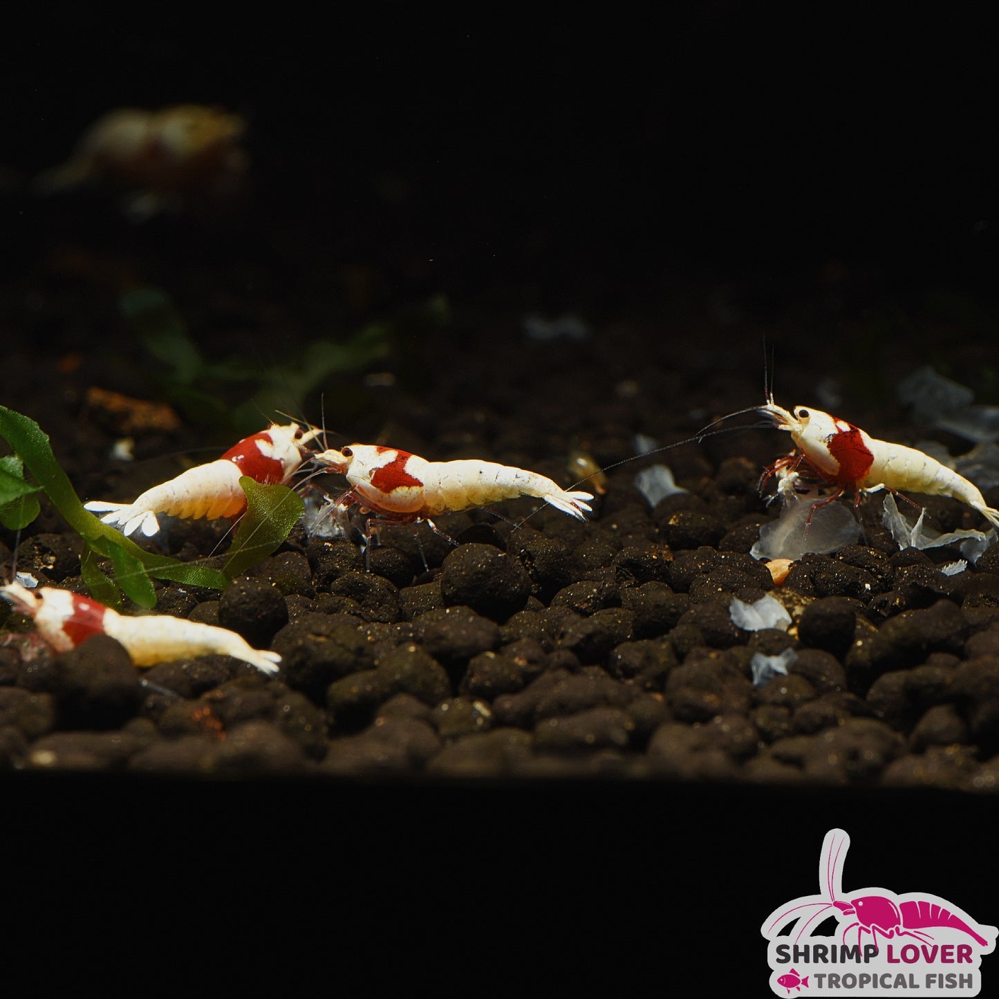 Purline Red Crystal SSS+ Shrimp