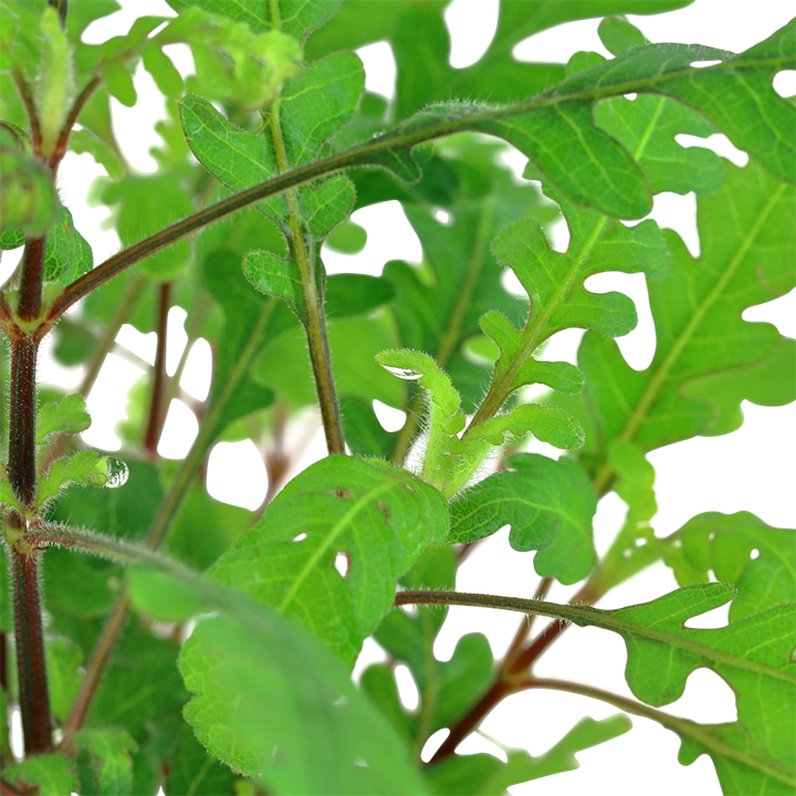 Hygrophila pinnatifida