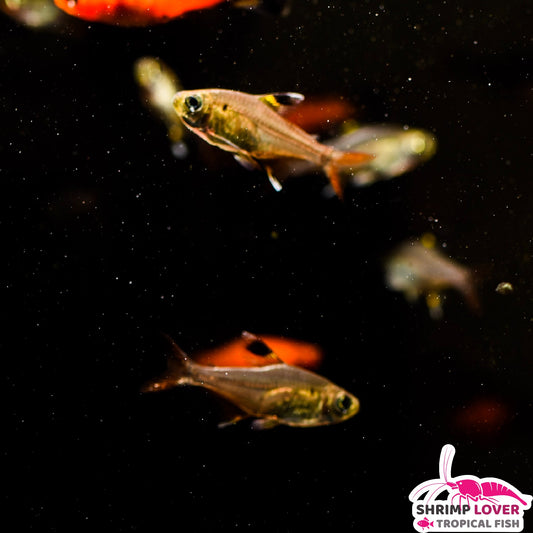 X-Ray Tetra