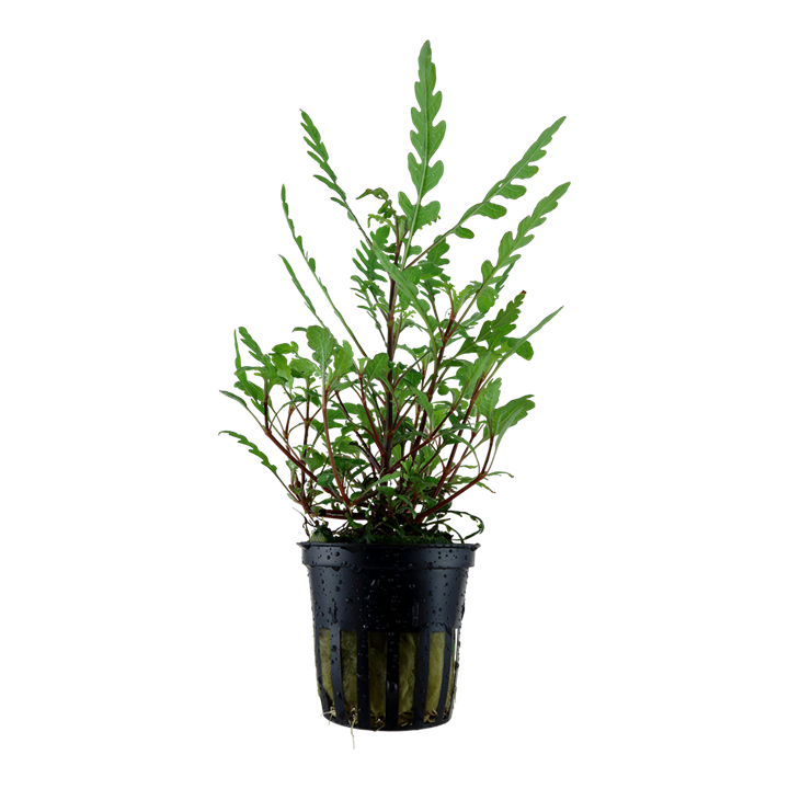 Hygrophila pinnatifida