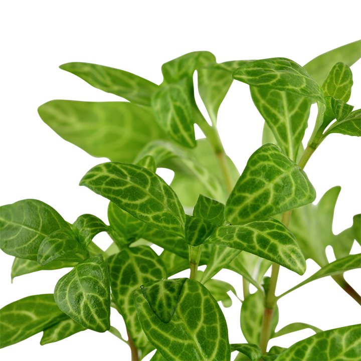 Hygrophila polysperma 'Rosanervig'