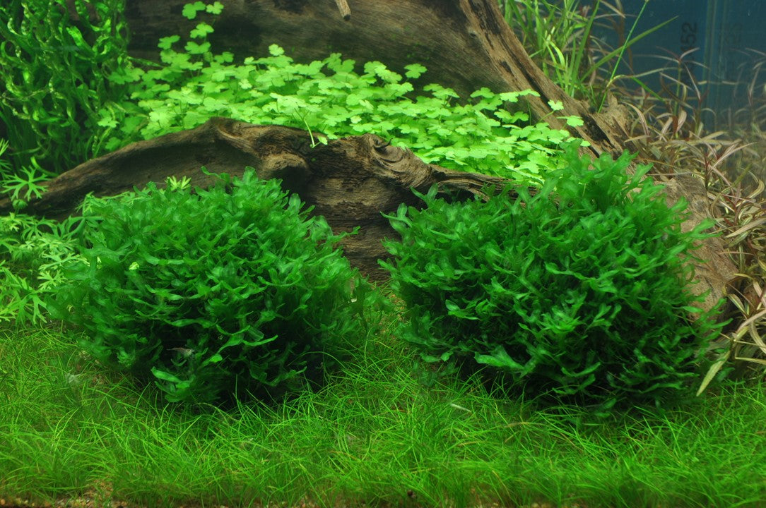 Subwassertang moss( Monosolenium tenerum）
