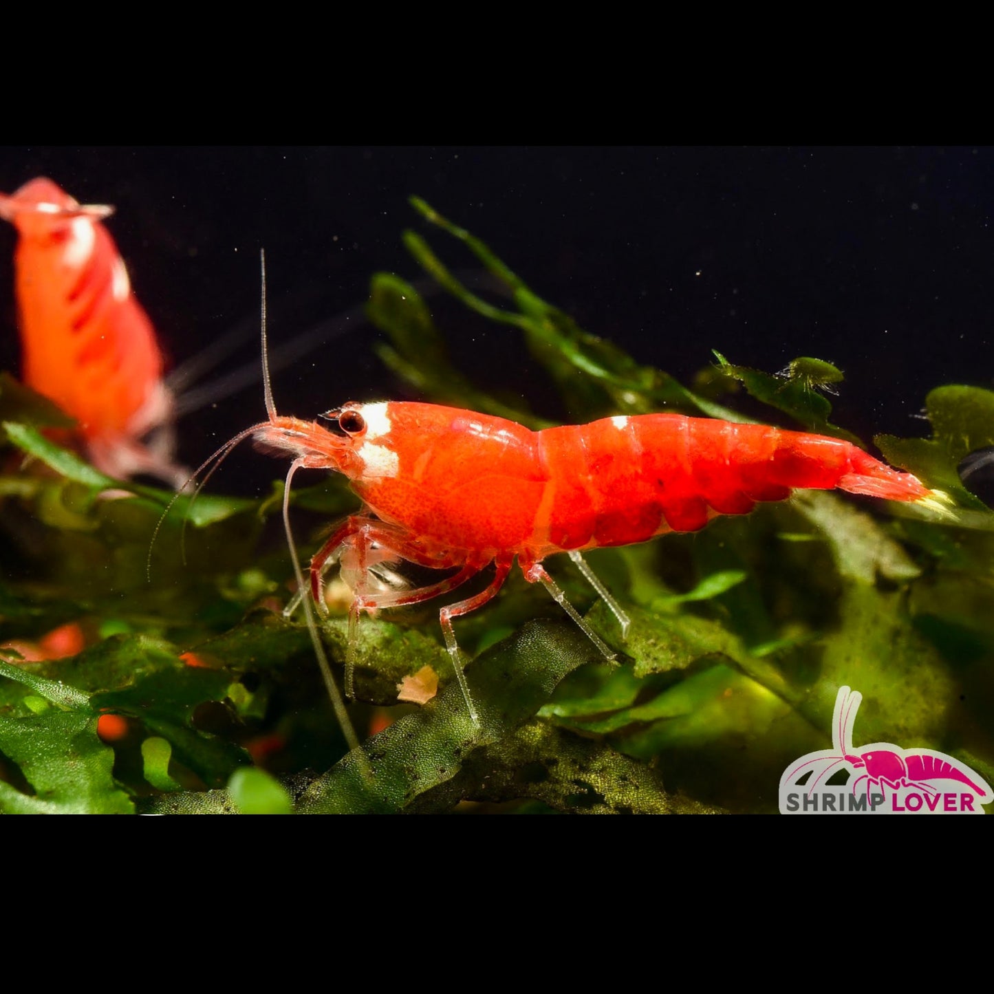 Super Red crystal Shrimp