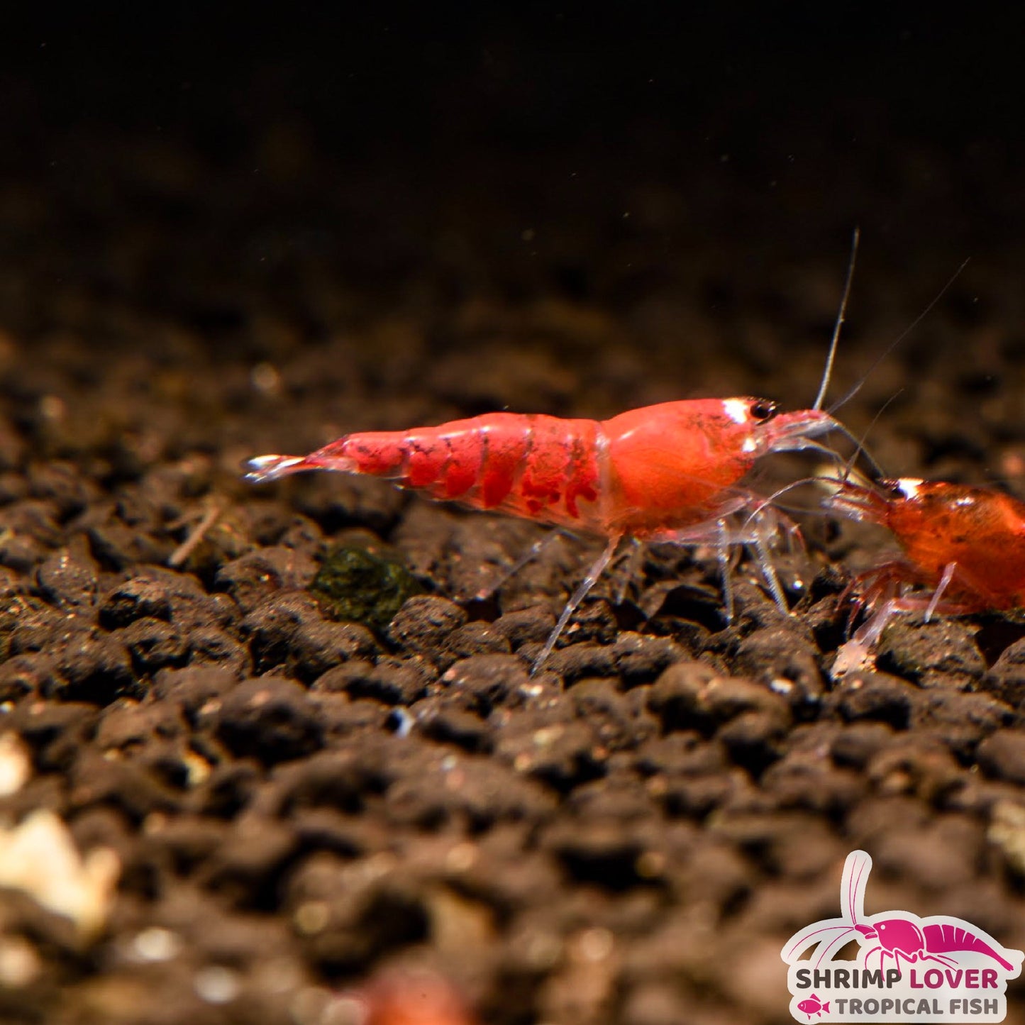 Super Red crystal Shrimp