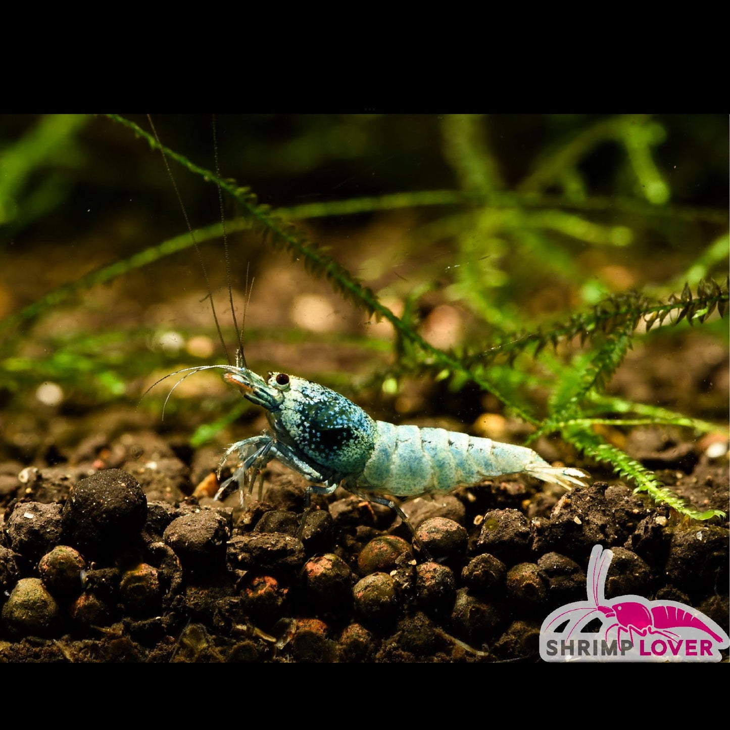 Blue Bolt Shrimp
