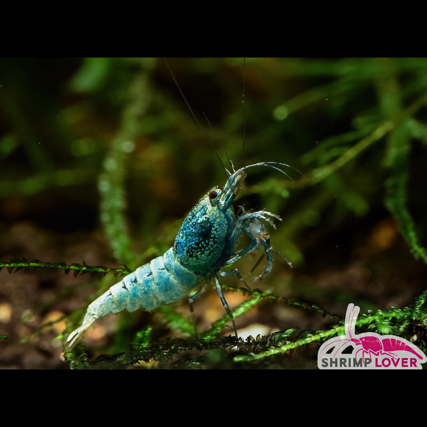 Blue Bolt Shrimp