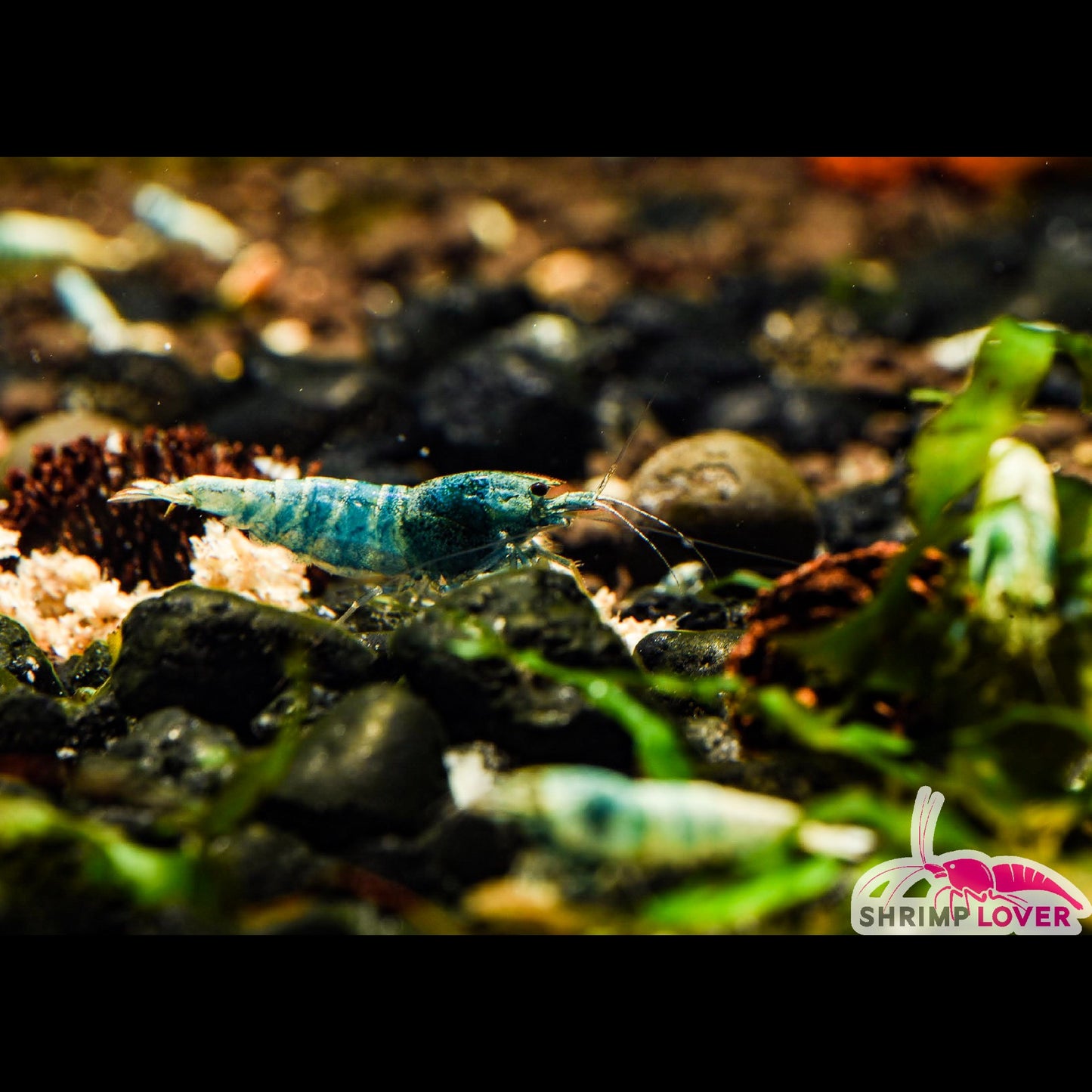 Blue Bolt Shrimp