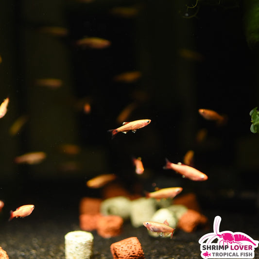 Gold Cloud Mountain Minnow