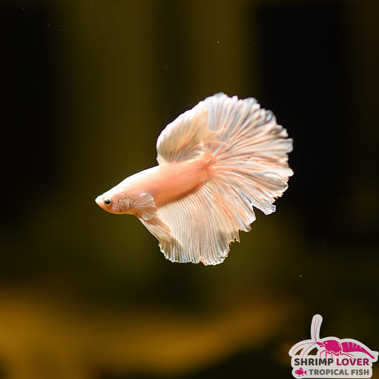Platium Betta Fish