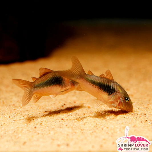 Bronze Cory Large