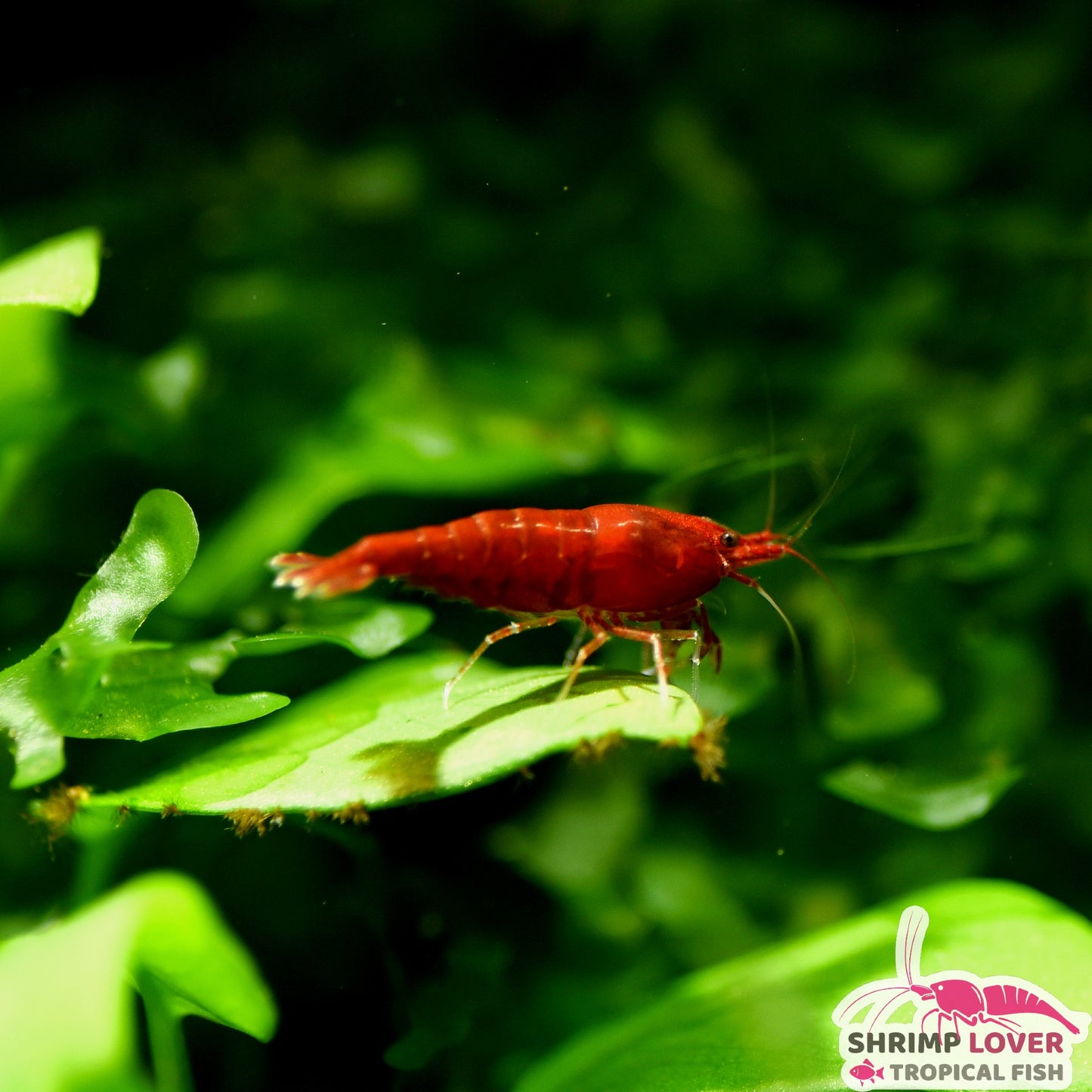 Bloody Mary Shrimp (Neocaridina Shrimp)