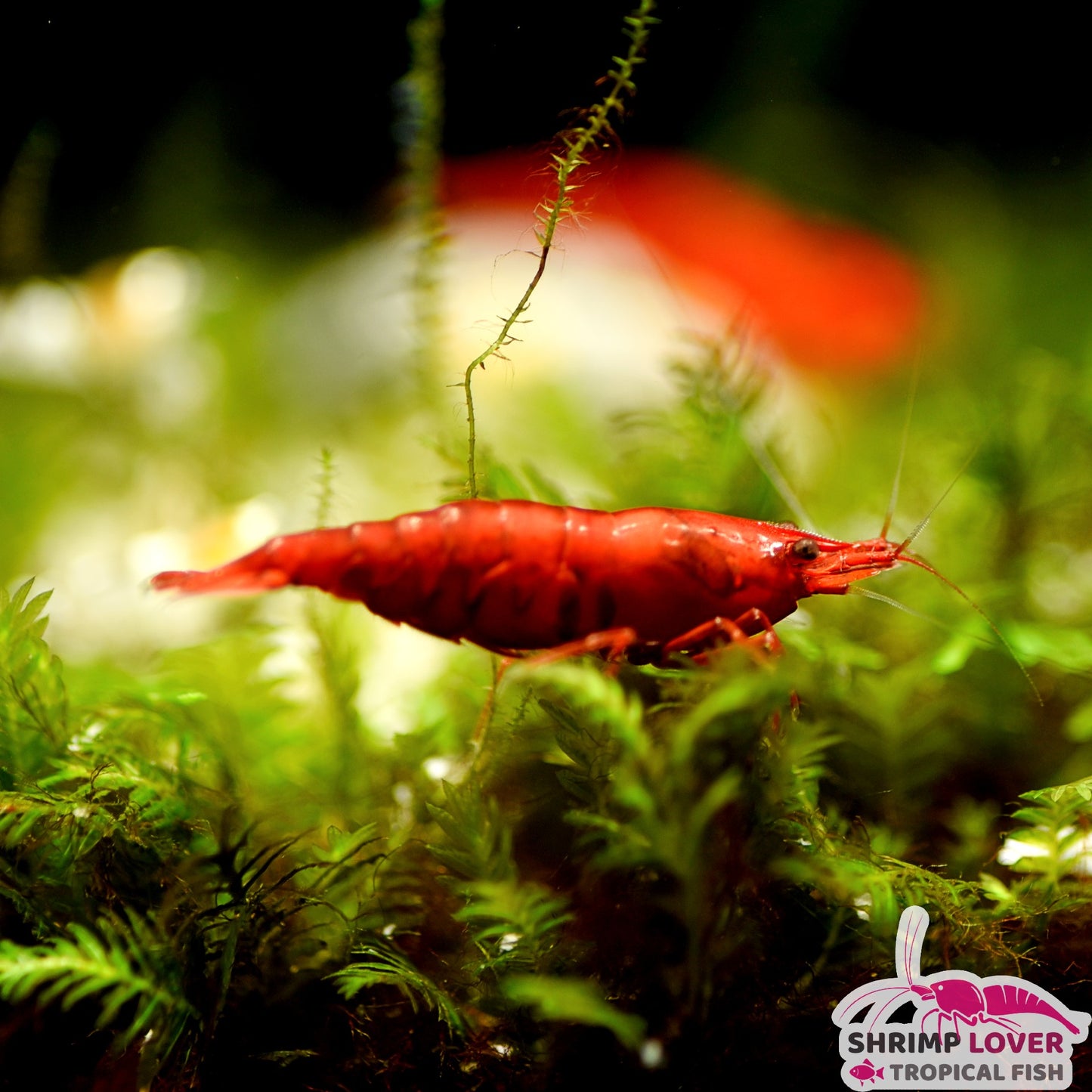 Bloody Mary Shrimp (Neocaridina Shrimp)