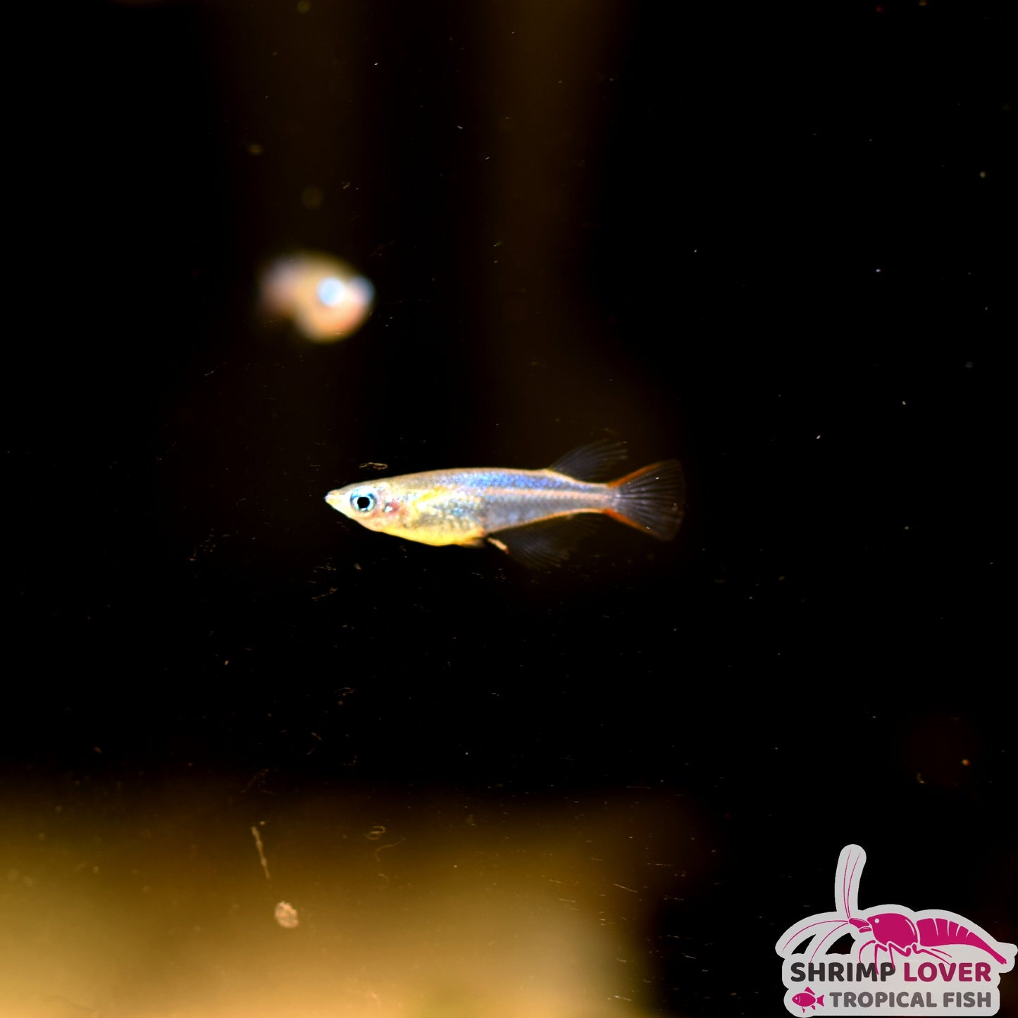 Neon Blue Rice Fish – Shrimp Lover & Tropical Fish