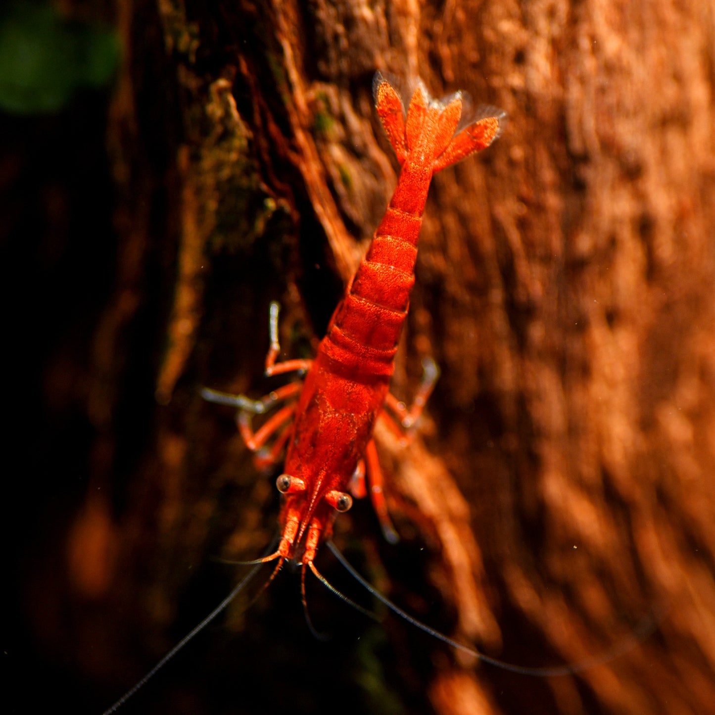 Fire Red shrimp (Neocaridina Shrimp)