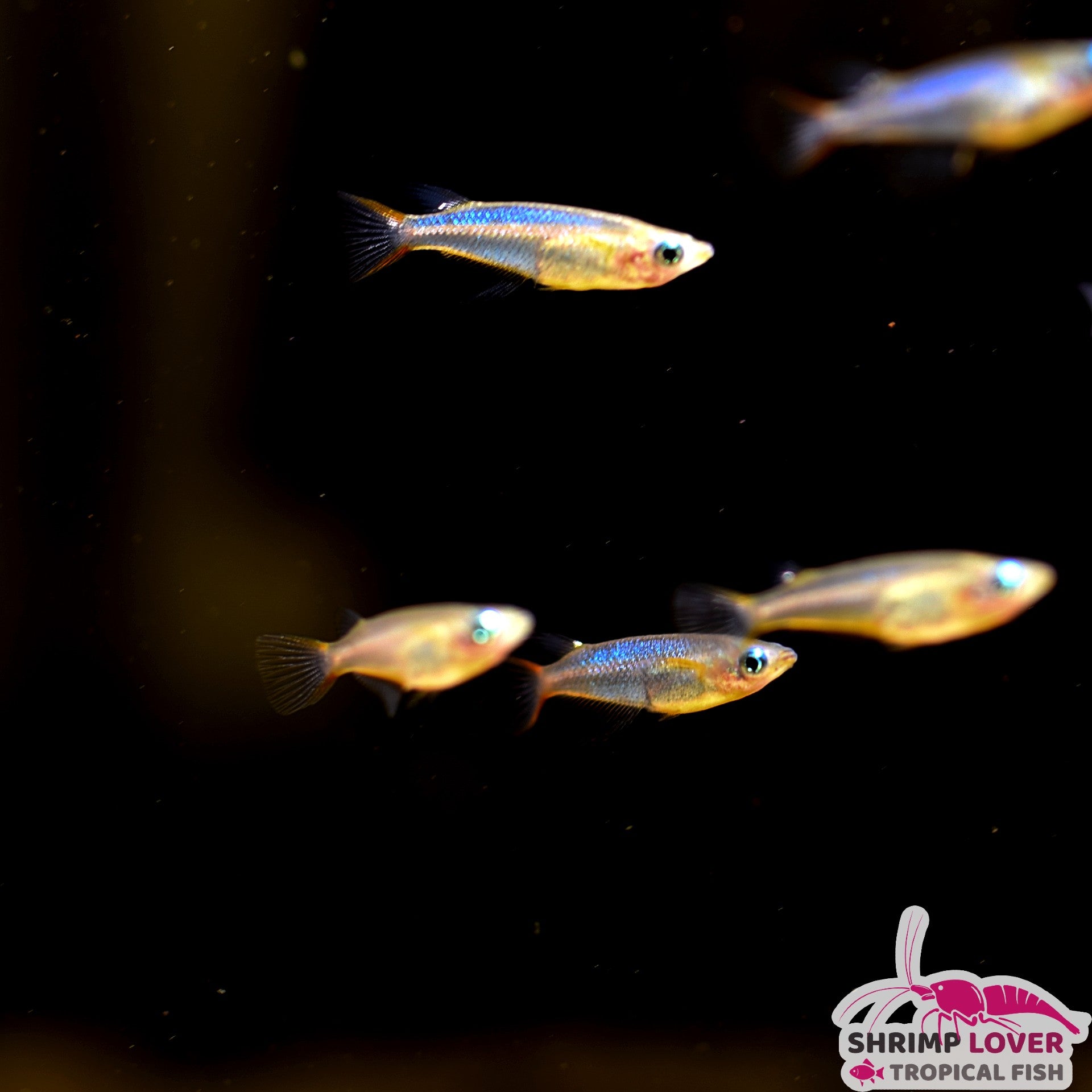 Neon Blue Rice Fish – Shrimp Lover & Tropical Fish