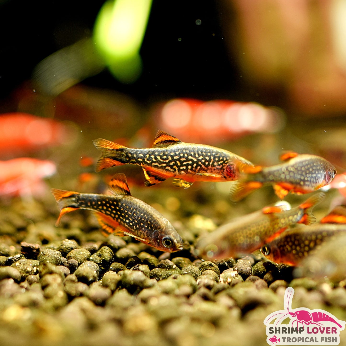 Galaxy rasbora (Celestial Pearl Danio )