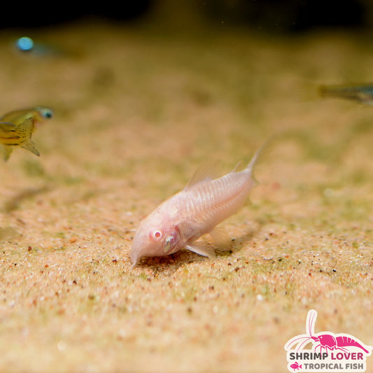 Albino Cory