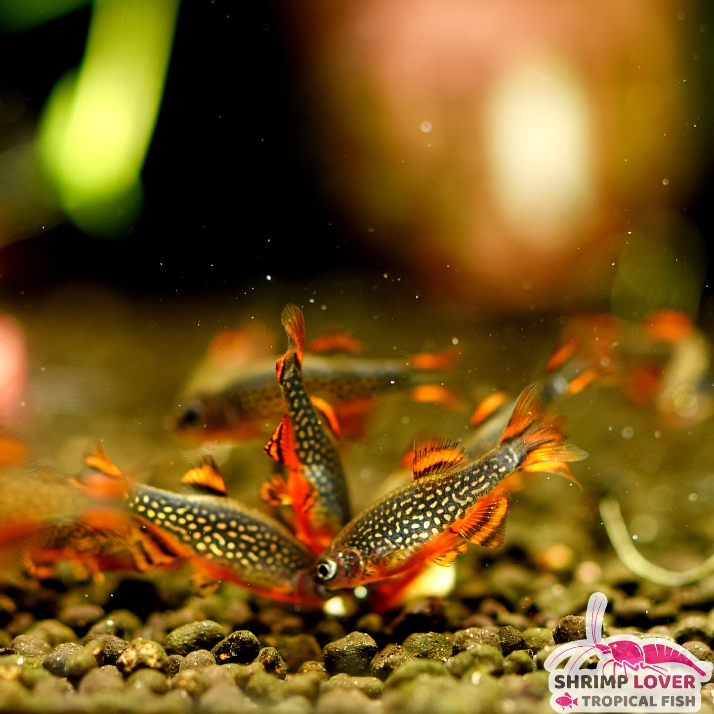 Galaxy rasbora (Celestial Pearl Danio )