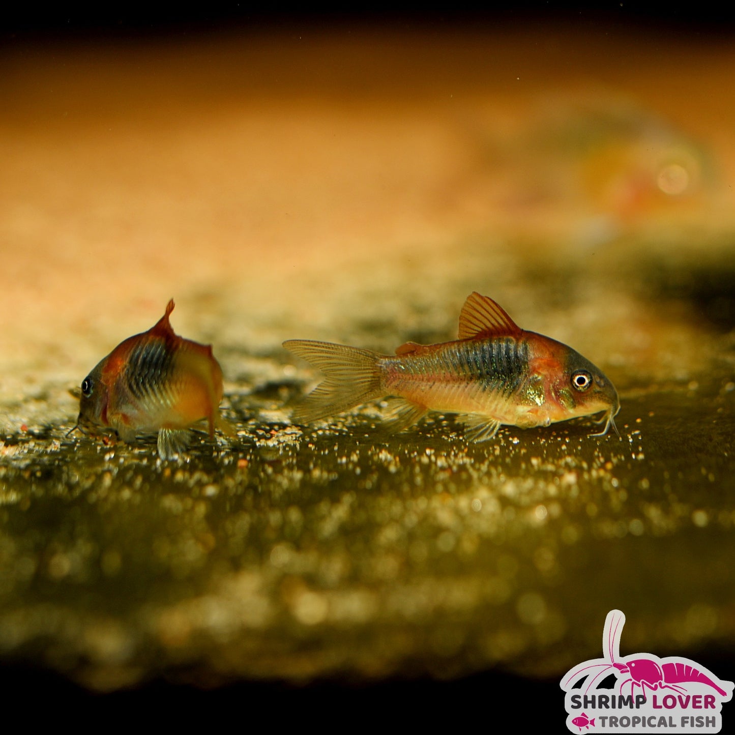 Venezuelan cory
