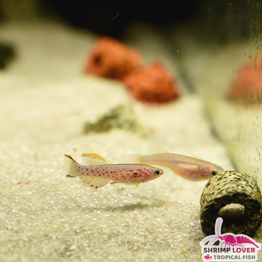 Steel Blue killifish