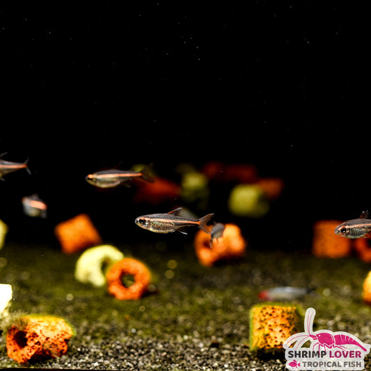 Glowlight Tetra
