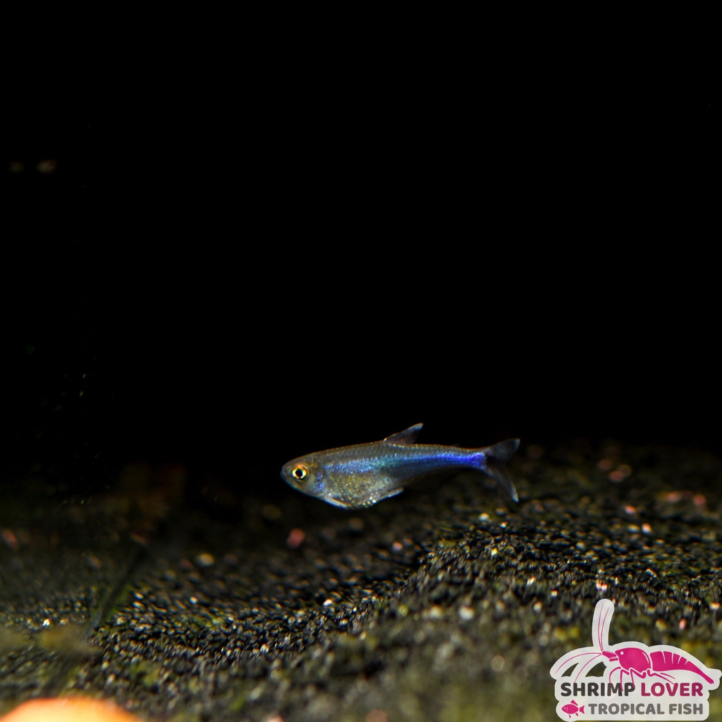 Blue King Tetra ( Boehlkea fredcochui )