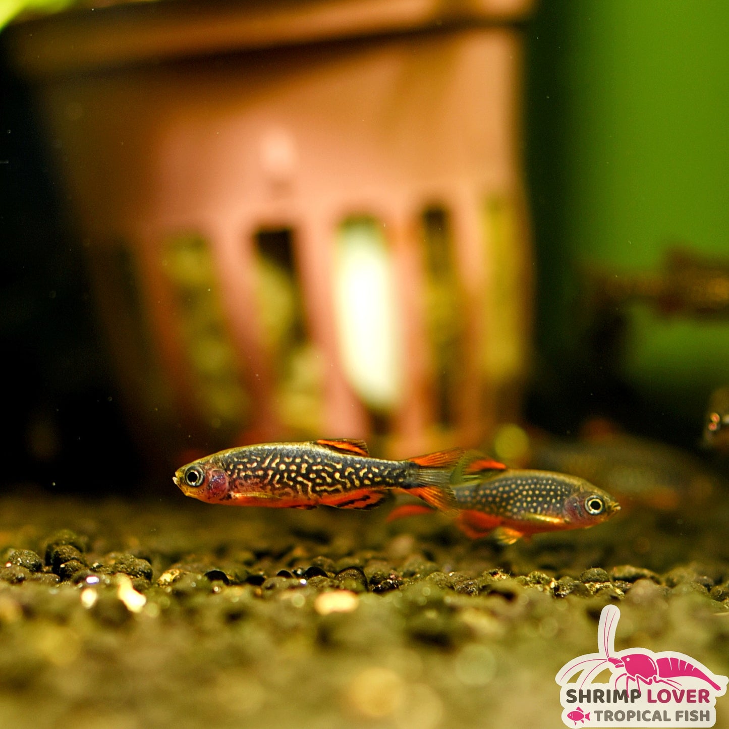 Galaxy rasbora (Celestial Pearl Danio )