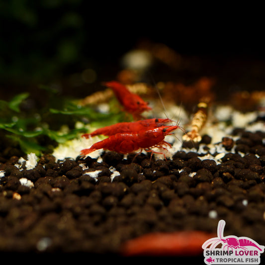 Fire Red shrimp (Neocaridina Shrimp)