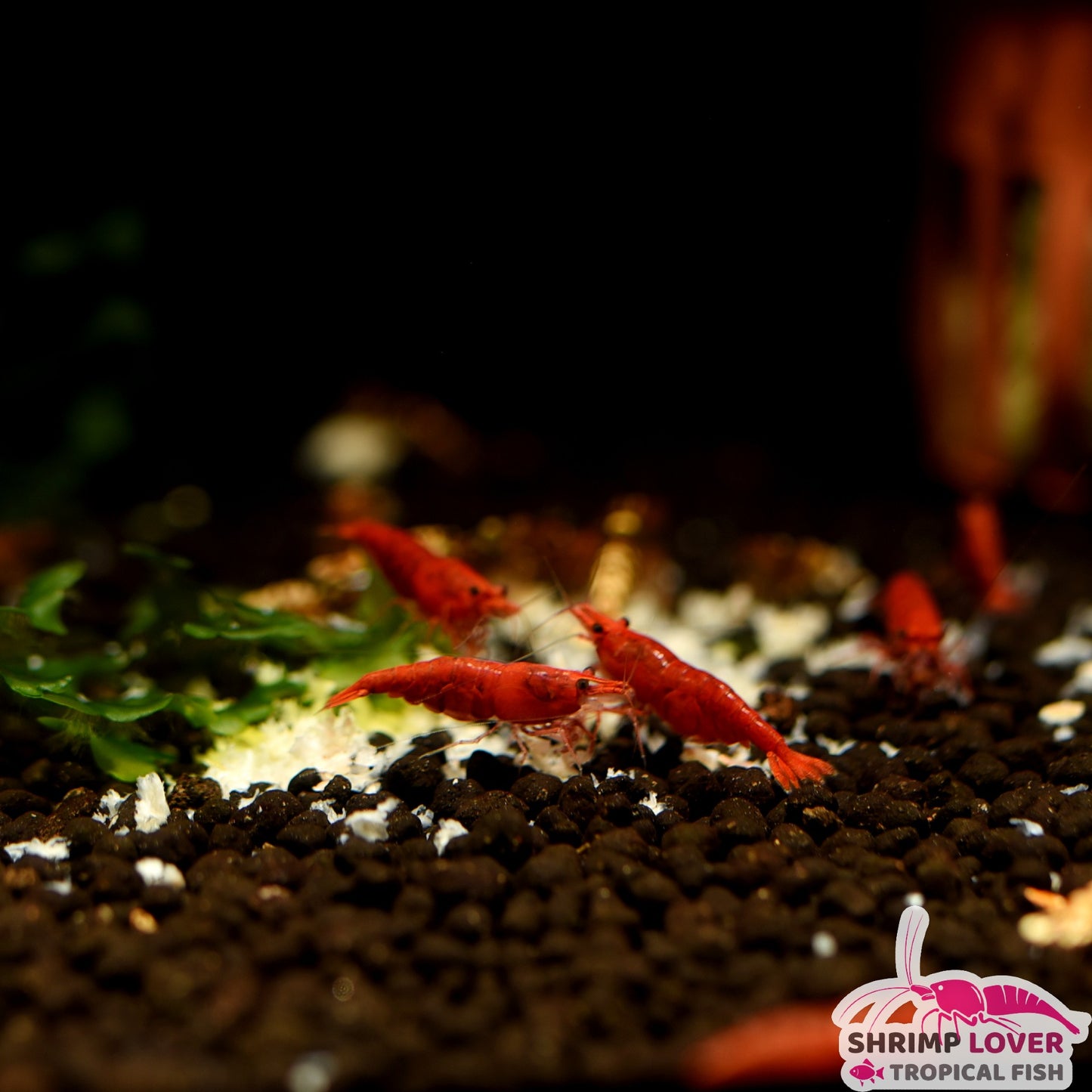 Fire Red shrimp (Neocaridina Shrimp)