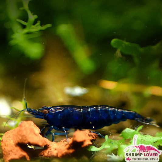 Blue Diamond shrimp (Neocaridina Shrimp)