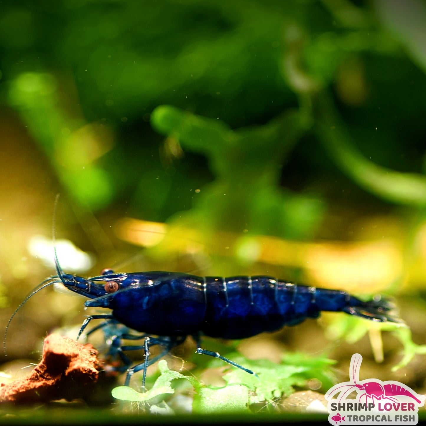 Blue Diamond shrimp (Neocaridina Shrimp)