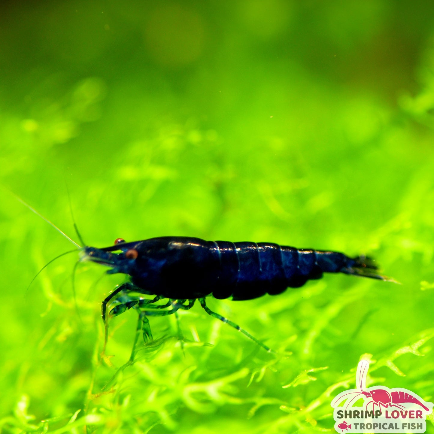 Blue Diamond shrimp (Neocaridina Shrimp)