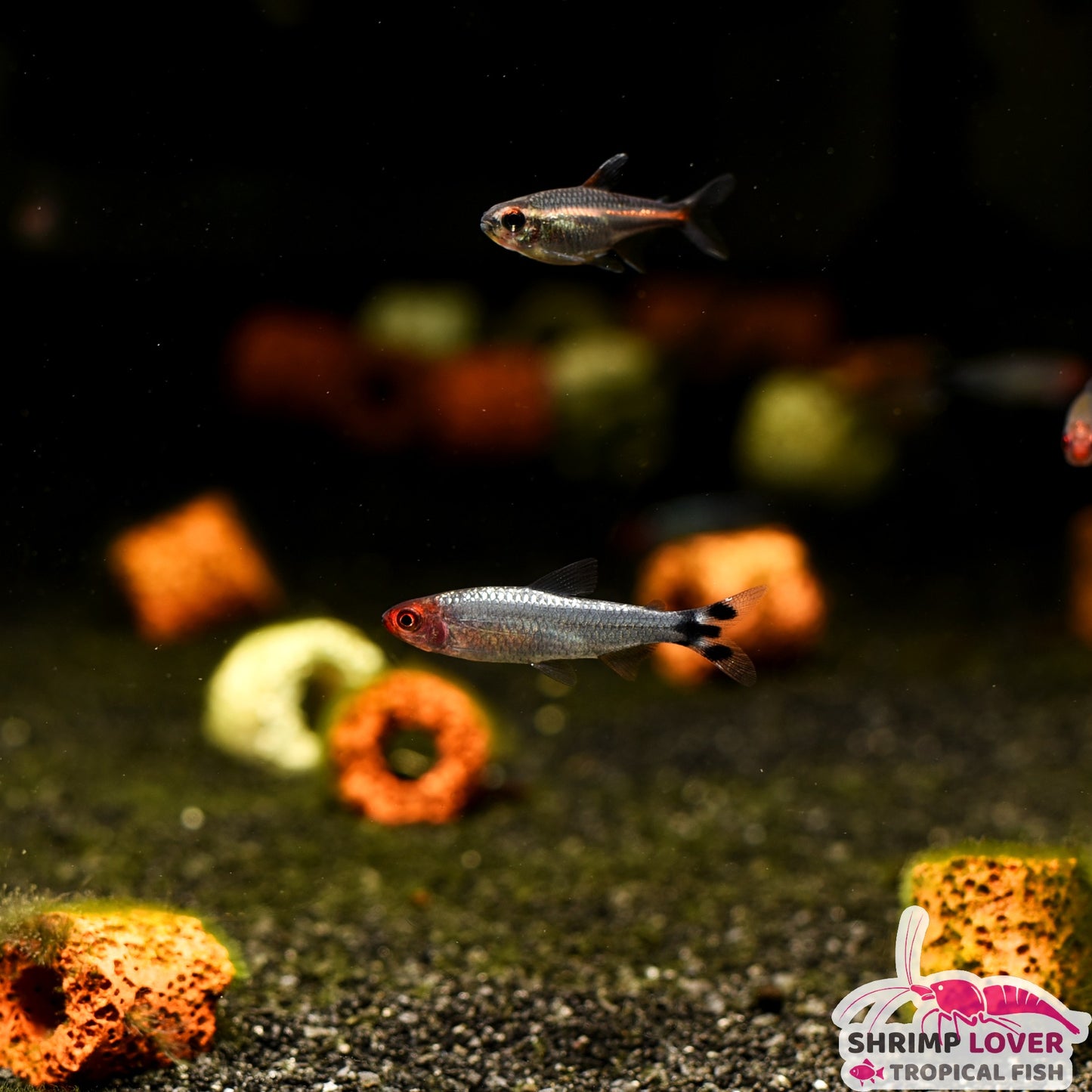 Platinum Rummy Nose Tetra