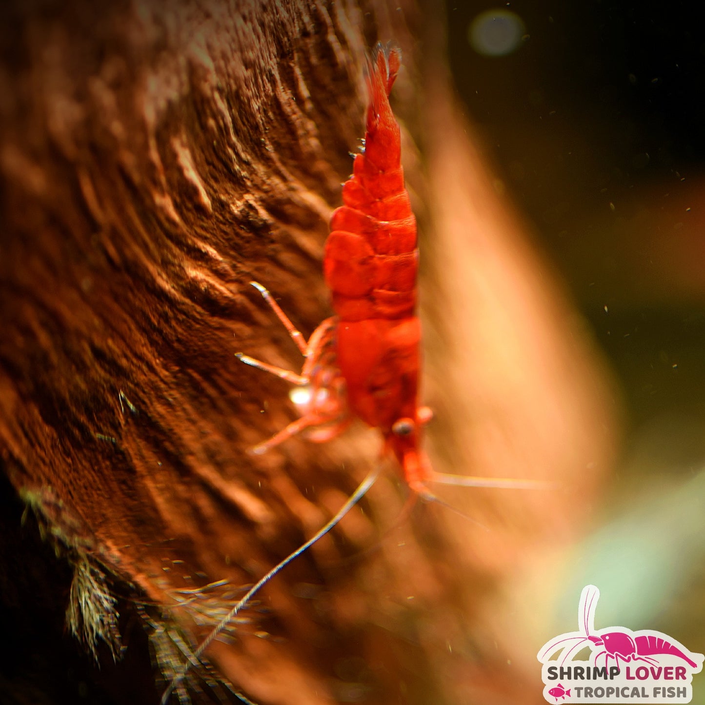 Fire Red shrimp (Neocaridina Shrimp)