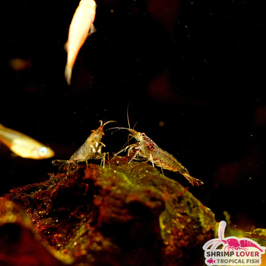 Amano Shrimp