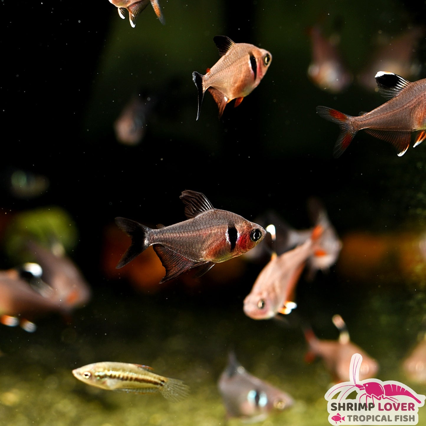 Black Phantom Tetra