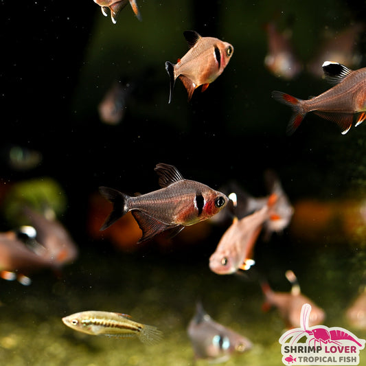 Black Phantom Tetra