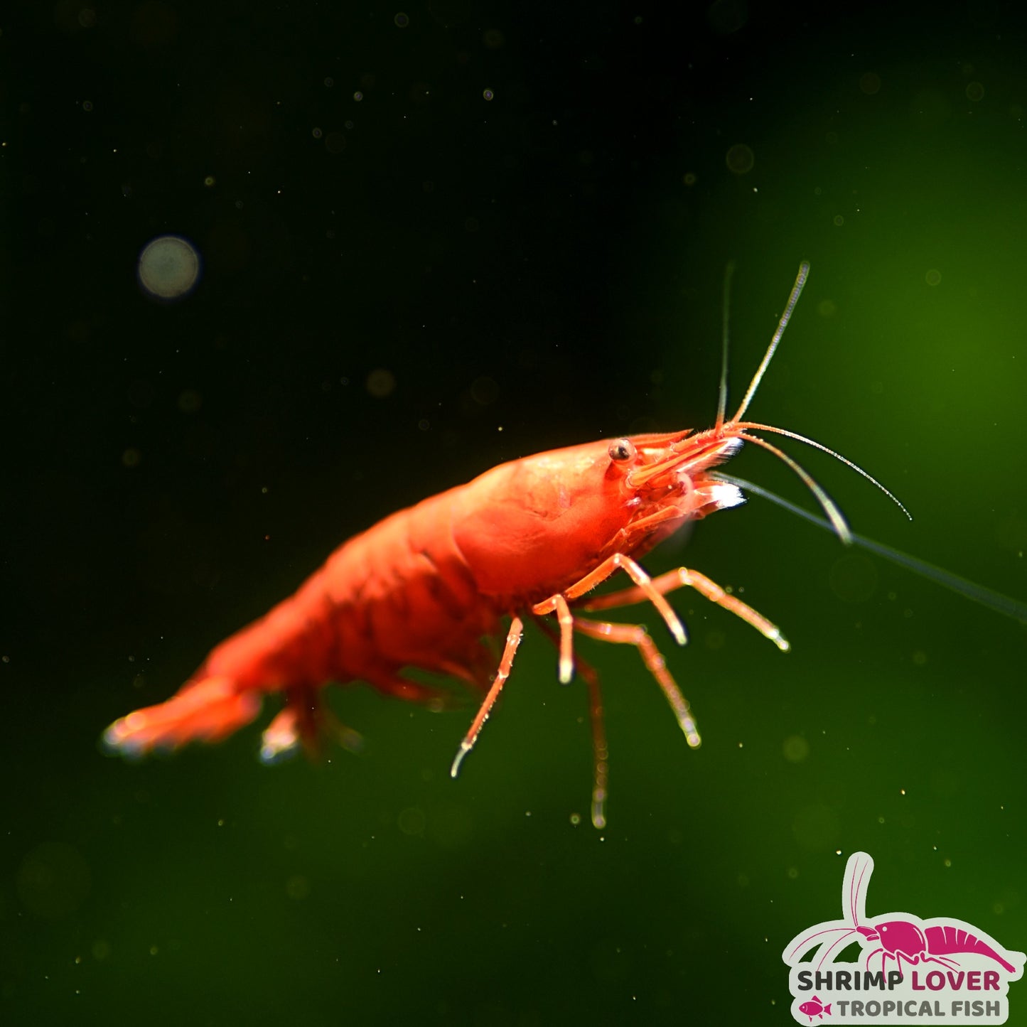 Fire Red shrimp (Neocaridina Shrimp)
