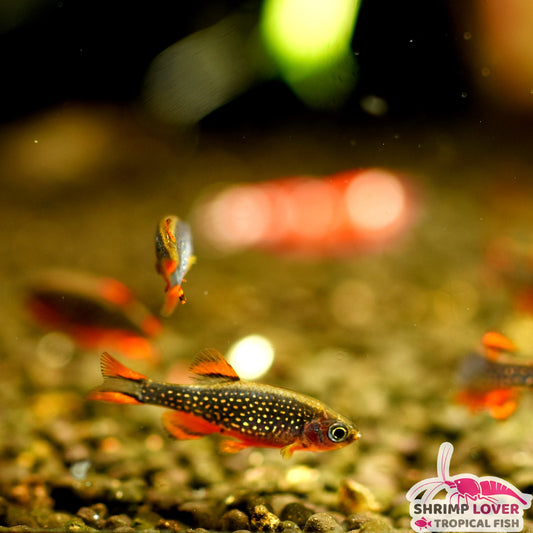 Galaxy rasbora (Celestial Pearl Danio )